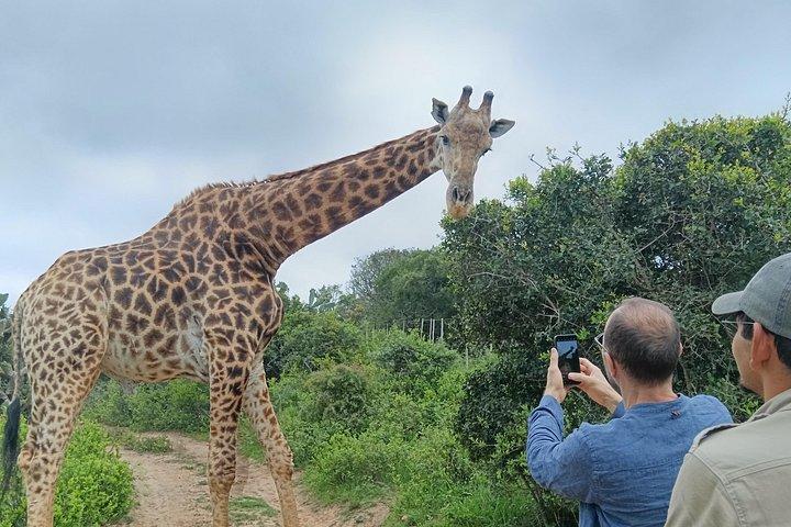 アドゾウ国立公園とキリンウォーク追跡サファリ