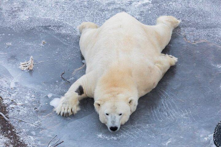 Da Rovaniemi: Visita per famiglie al Ranua Wildlife Park