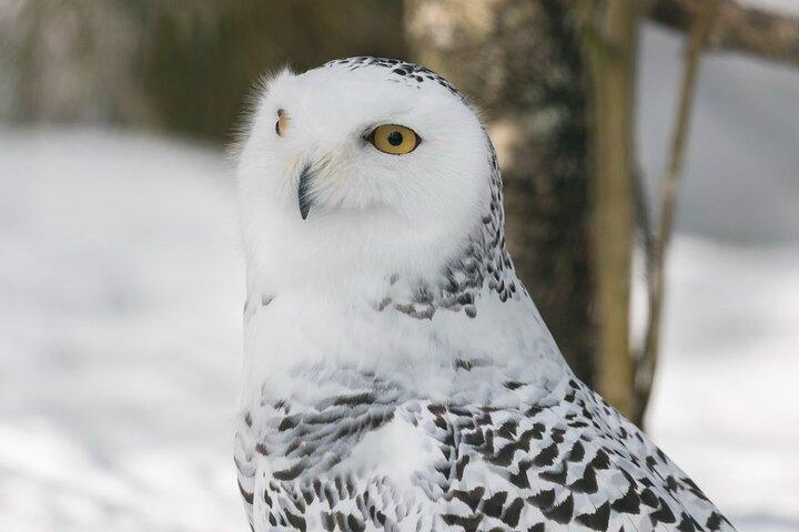ロヴァニエミから: ラヌア野生動物公園への家族向け訪問