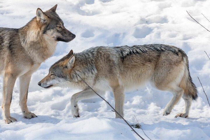 ロヴァニエミから: ラヌア野生動物公園への家族向け訪問