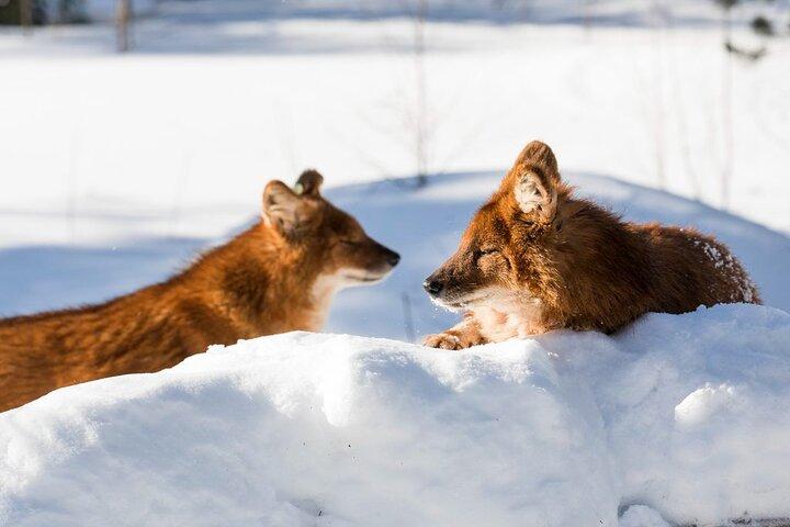ロヴァニエミから: ラヌア野生動物公園への家族向け訪問