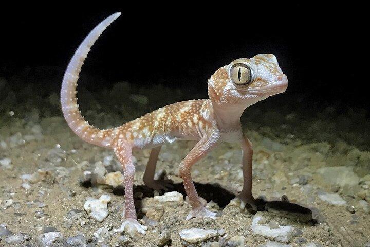 Rejser til Namib Desert Night Walk