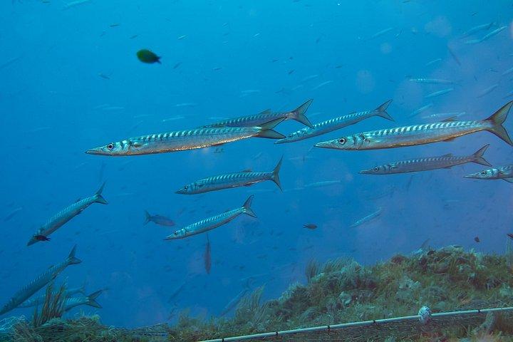 Diving at the Baia Submerged Park for certified divers