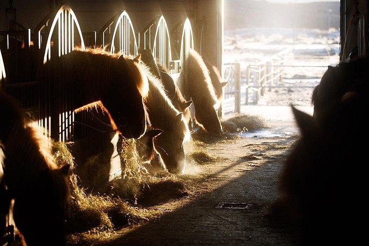 アイスランド乗馬ツアー（レイキャビクからの送迎付き）