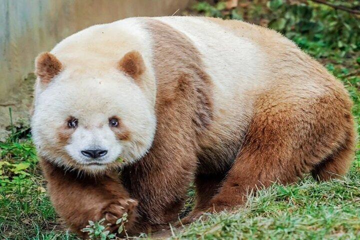 Private Halbtagestour durch Xi'an Panda und 4 seltene Arten Zentrum