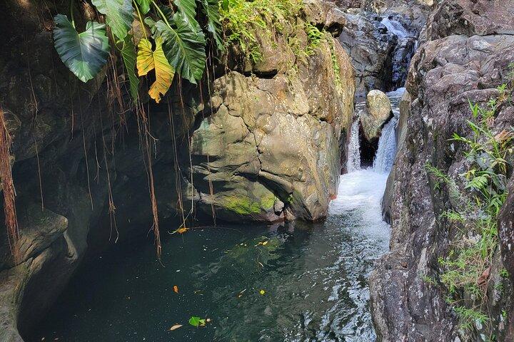El Yunque Rainforest and Luquillo Kiosk Day Trip