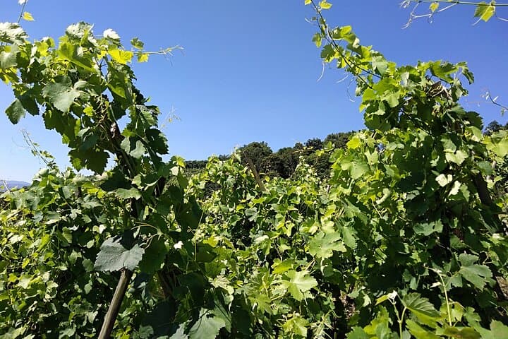 Côte Rôtie Private tour