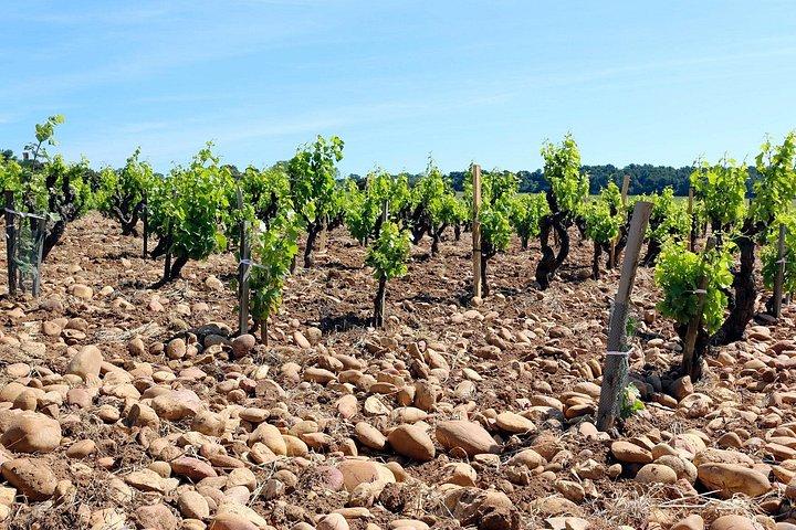 Private Experience - Two Days to Discover the Rhône Valley Wines