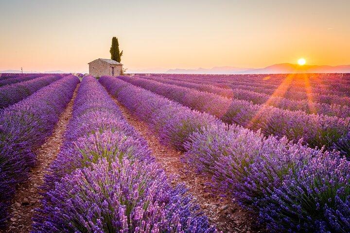 Tour privato dei campi di lavanda e della gola del Verdon da Nizza