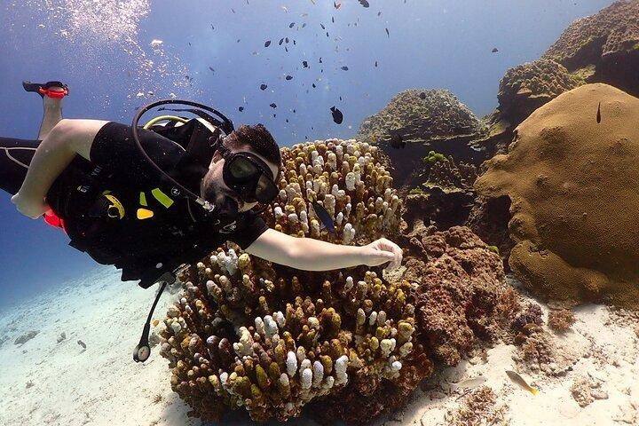 Prueba el buceo en Racha Yai y Noi sin certificado