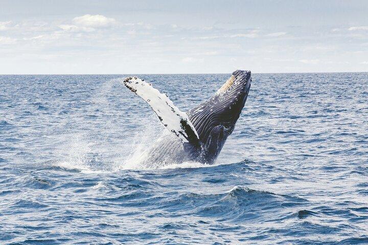 ウエストオアフホエールウォッチ&タートルシュノーケル(クジラ保証)