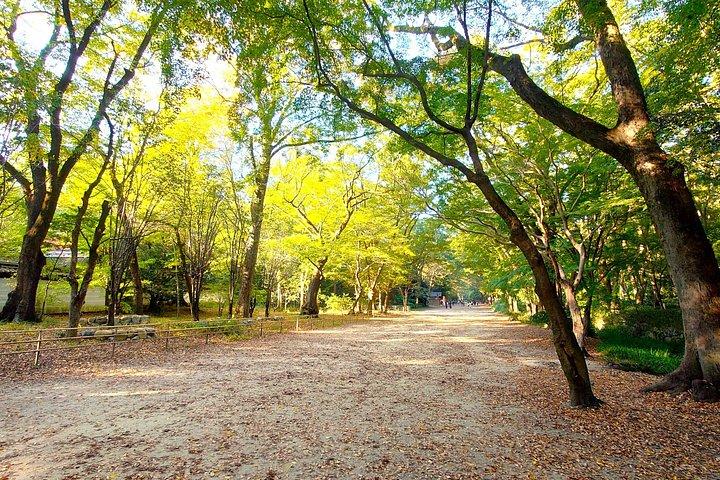 京都 : 静かな水辺を走る東山スローサイクリングツアー