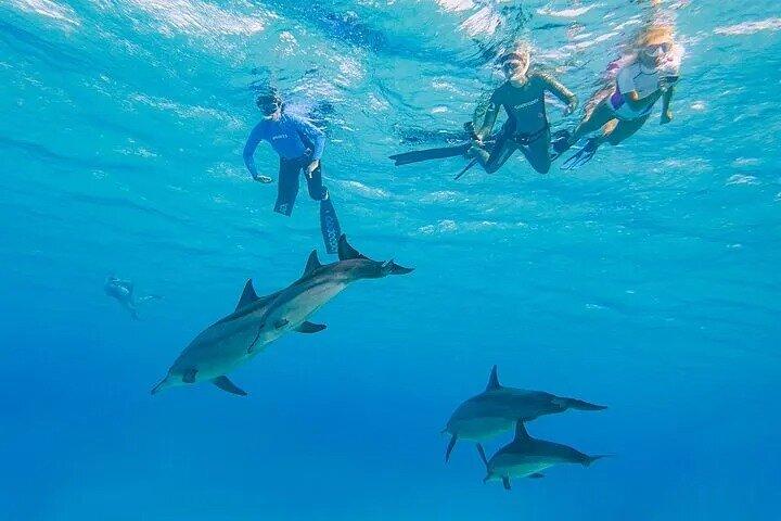 Dolphin House Samadai Reef Boot-snorkeltrip vanuit Marsa Alam