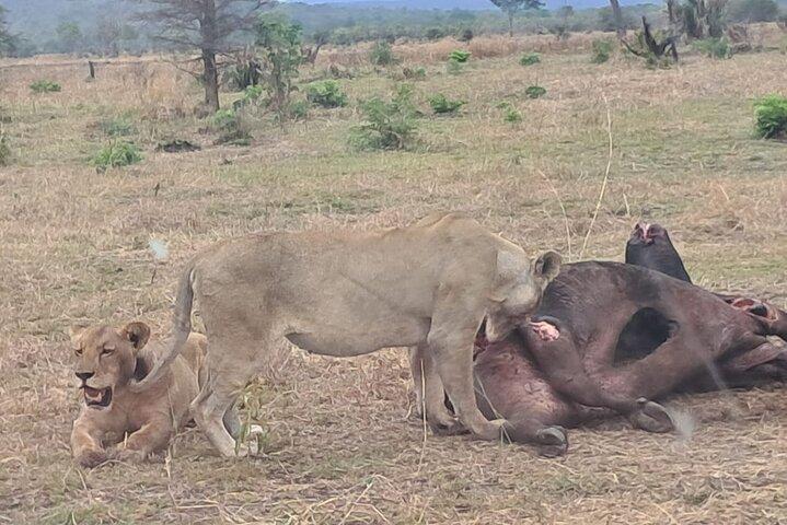 5 Days 4 Nights safari Mikumi national park & Selous game reserve
