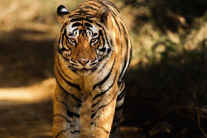 Ranthambore Safari-Buchung