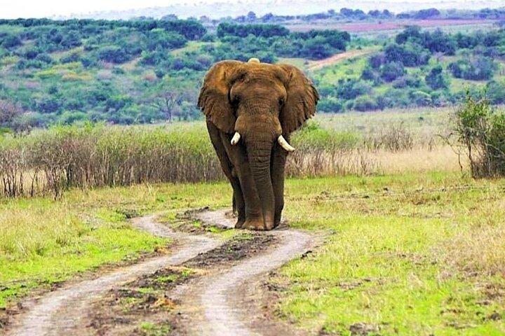 2 dagars Akagera Safari med Sunset Boat Cruise och övernattning Camping
