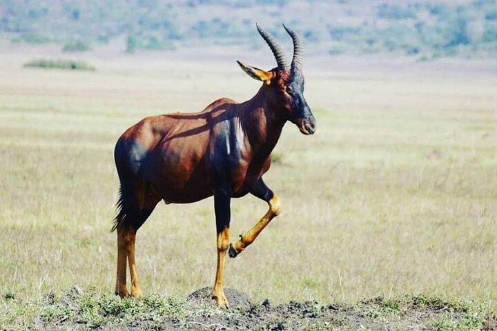 2 dagars Akagera Safari med Sunset Boat Cruise och övernattning Camping