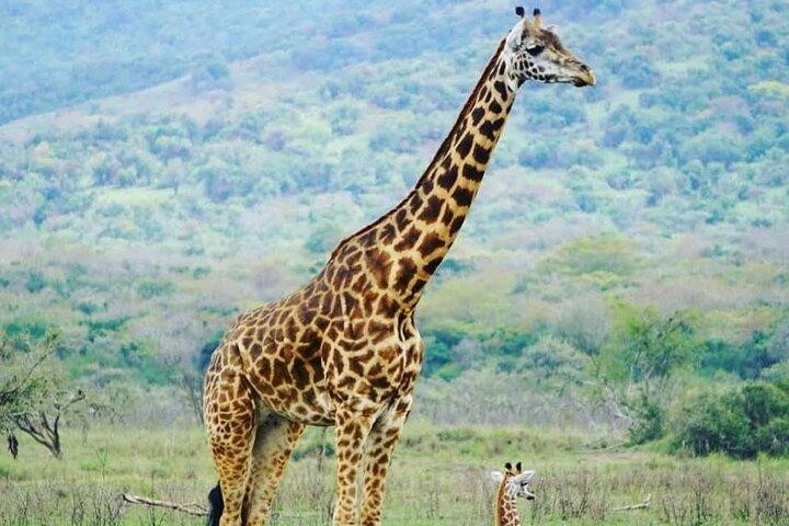 2 dagars Akagera Safari med Sunset Boat Cruise och övernattning Camping
