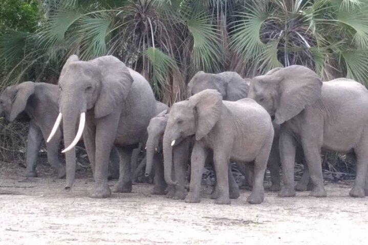 5 Days 4 Nights safari Mikumi national park & Selous game reserve