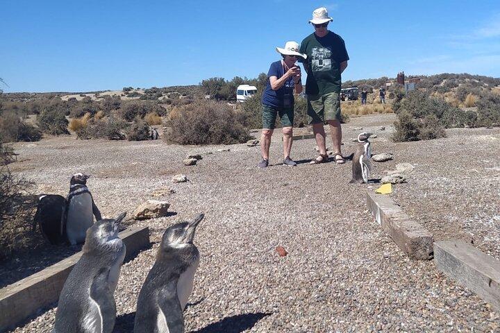 Excursion à terre : Punta Tombo Essential Garantie de retour au navire