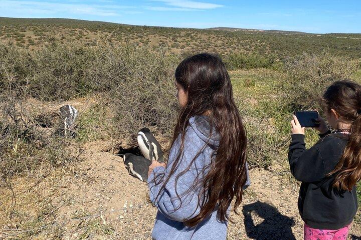 Excursion à terre : Punta Tombo Essential Garantie de retour au navire