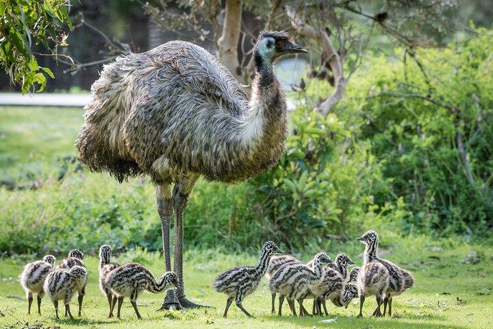 少人数のグランピア大野生動物脱出日帰りハイキング付き
