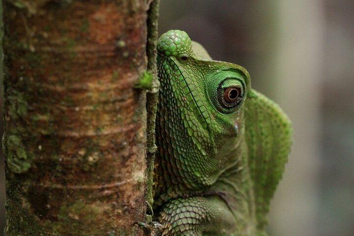 Tour della foresta pluviale di Sinharaja (intera giornata)