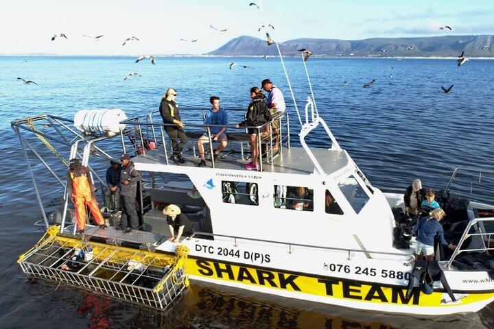 Shark Cage Diving Tour from Cape Town