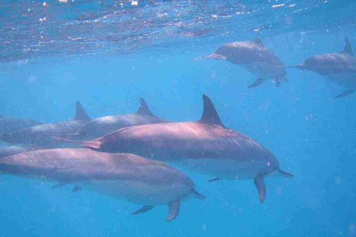 Mauritius : nuotare con i delfini selvatici e osservare le balene