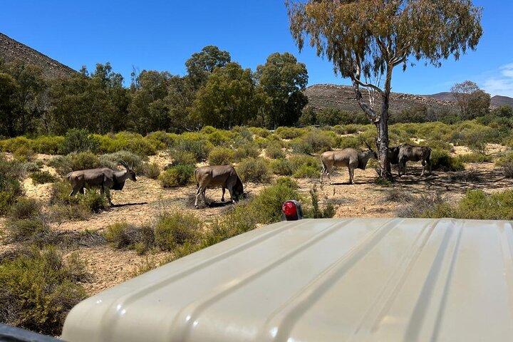 Aquila Big 5 Safari and Wine Tasting Day Tour – From Cape Town