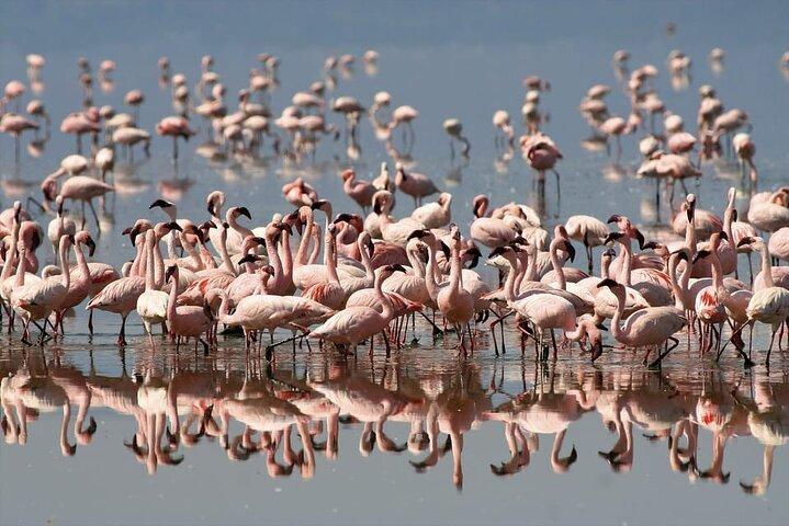 Dagtrip naar Lake Nakuru vanuit Nairobi