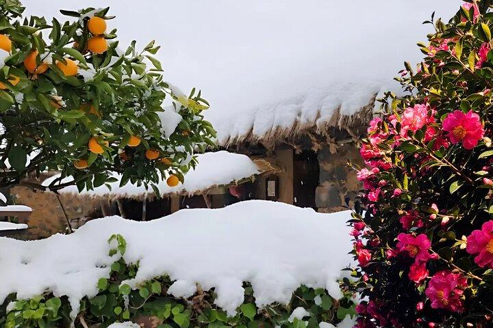 Jeju EAST Winter Snow, Camellia, Excursión de 1 día a Mandarin Picking