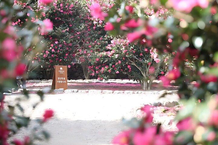 Jeju EAST Winter Snow, Camellia, Excursión de 1 día a Mandarin Picking