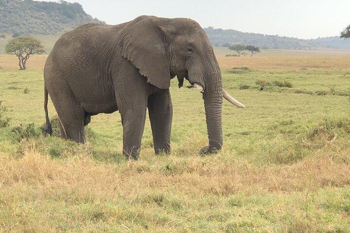 Rejser til Masai Mara og Masai Village