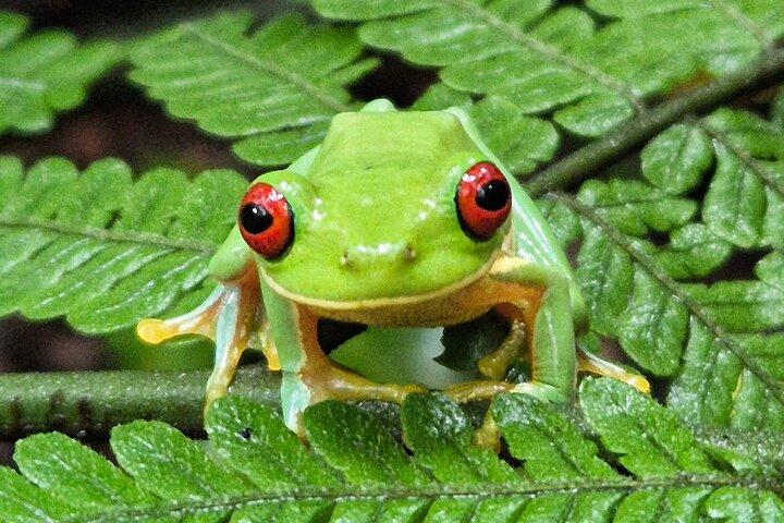 Cloud forest wonders guided tour