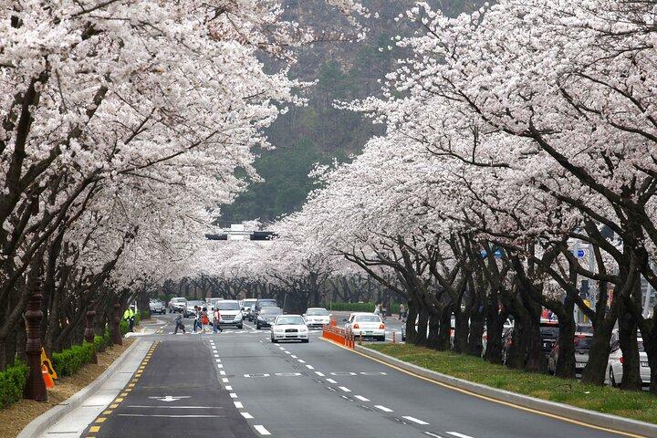 5 - ソウル発釜山・麗水などKシャトルツアーで韓国ゴールデンルートを周遊