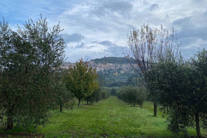 Esperienze in Umbria, Toscana e Marche