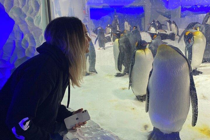Visite privée : Auckland City, Aquarium, Sky Tower, Mt Eden & Wētā