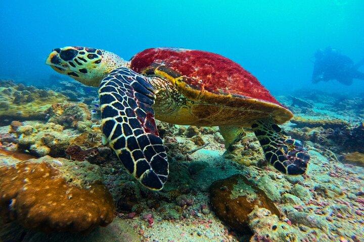 Phuket Scuba Diving : Isla Racha o Isla Maiton Para Todos los Niveles