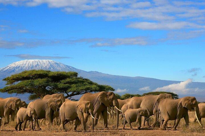 Zwei Tage Amboseli Nationalpark Safari