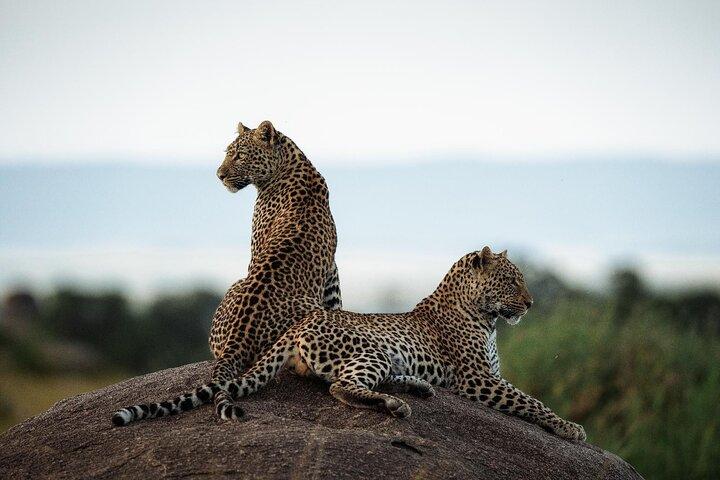 3 dages familiesafari i Tanzania