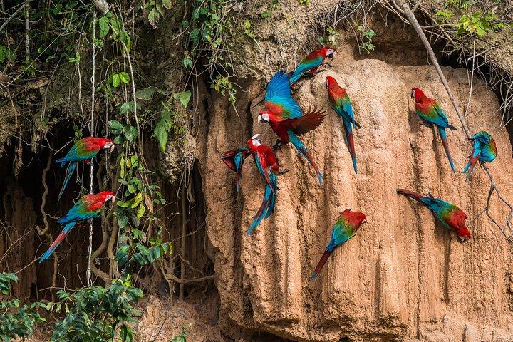 Iquitos: Riserva Pacaya Samiria - 4 Giorni In Amazzonia