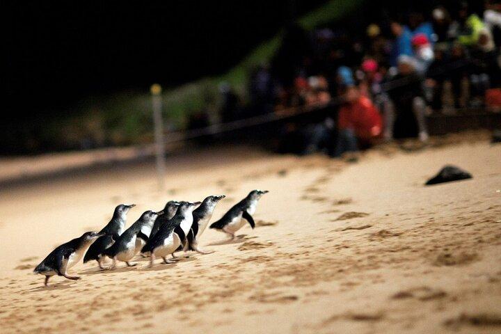 メルボルン発ペンギンパレード＆野生動物遭遇エコツアー