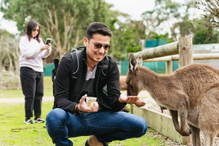 メルボルン発ペンギンパレード＆野生動物遭遇エコツアー