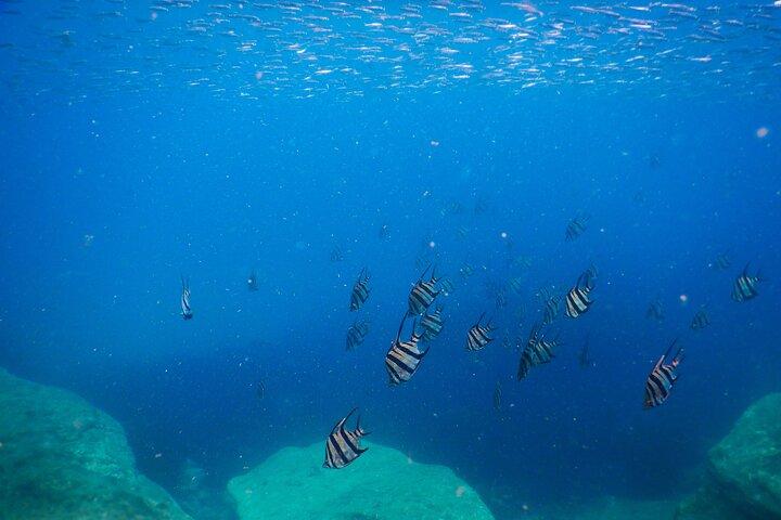 Private snorkeltur i Sydneys Marine Reserve