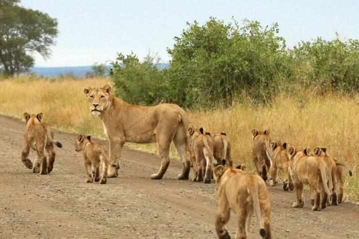 8 dagar, 7 nätter Kenya och Tanzania privat Safari paket