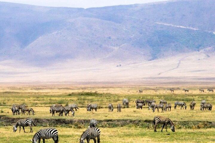 8 dagar, 7 nätter Kenya och Tanzania privat Safari paket