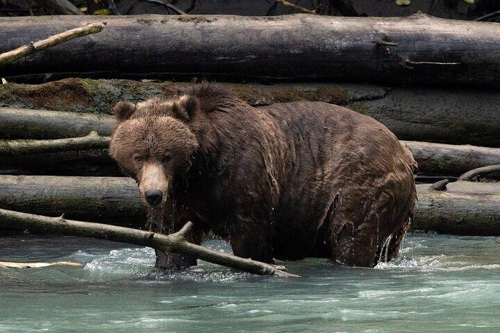 Toba Bären und Wildnis Grizzly Bär Besichtigung in Campbell River
