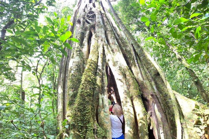 Cloud forest wonders guided tour