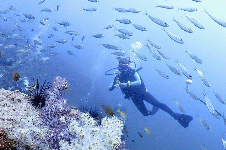 Phuket Scuba Diving Phi Phi Islands (Solo buceadores certificados)